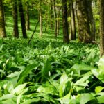 Pflanzenportrait Bärlauch