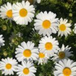 Pflanzenportrait Gänseblümchen