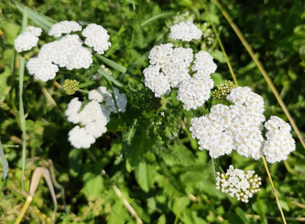Schafgarbe Schatzkammer Natur Schafgarbe Schatzkammer Natur