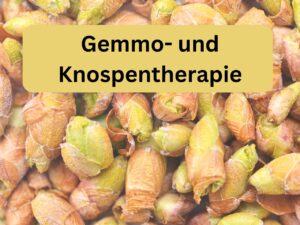 Gemmotherapie