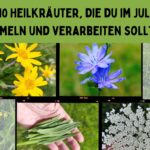 Heilkräuter im Juli