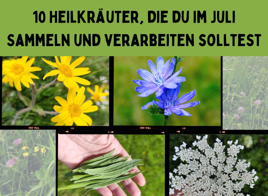 Heilkräuter im Juli