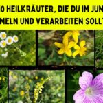 Kräuter im Juni