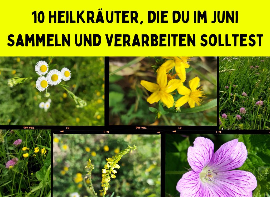 Kräuter im Juni