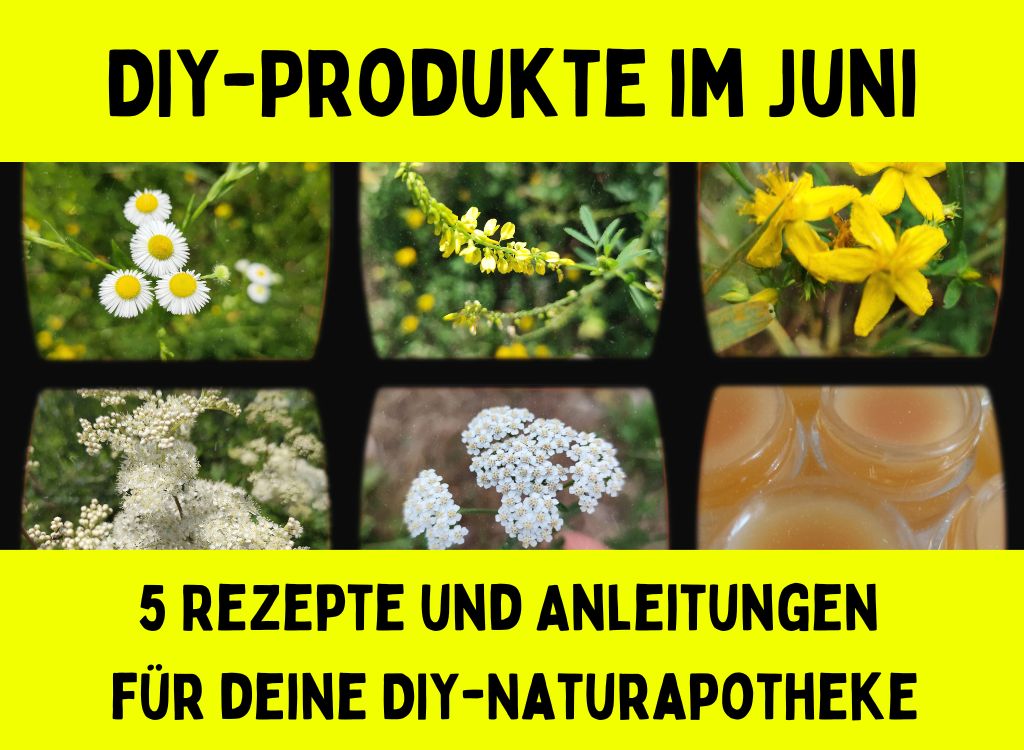 Heilkräuter im Juni