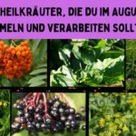 Heilkräuter im August Heilkräuter im August