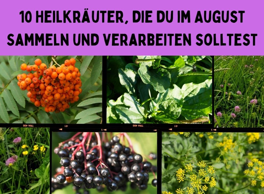 Heilkräuter im August