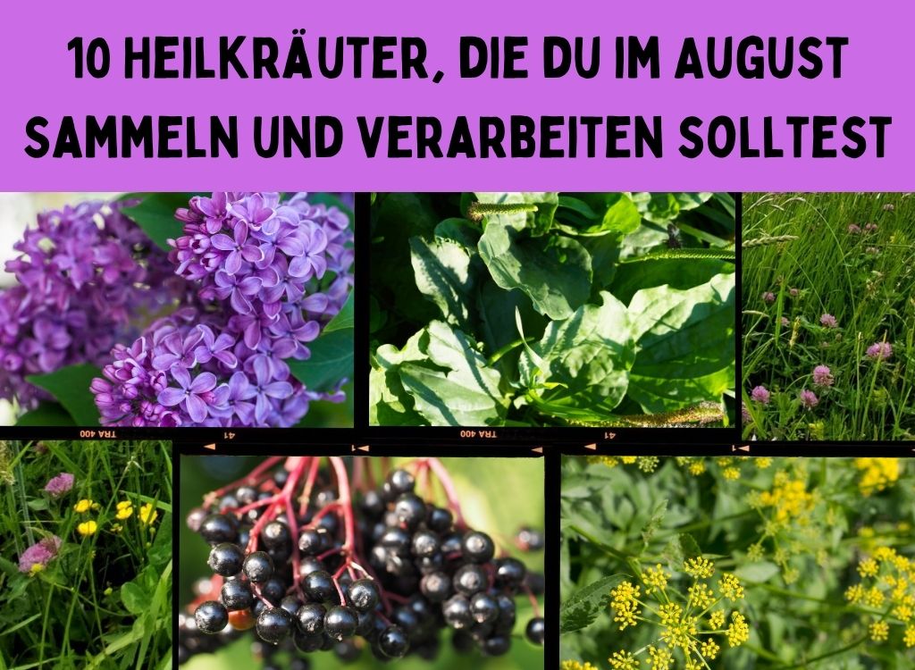 Heilkräuter im August