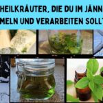 Heilkräuter im Jänner