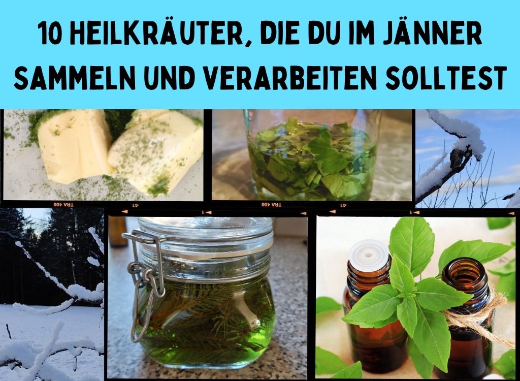 Heilkräuter im Jänner