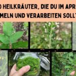 Heilkräuter im April