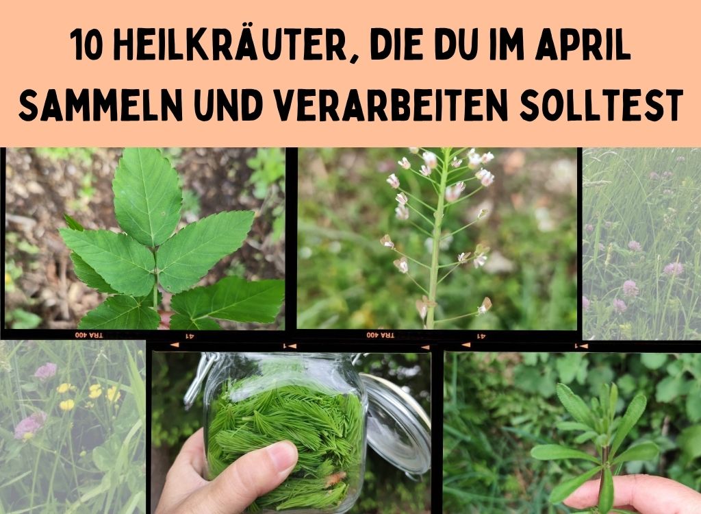 Heilkräuter im April