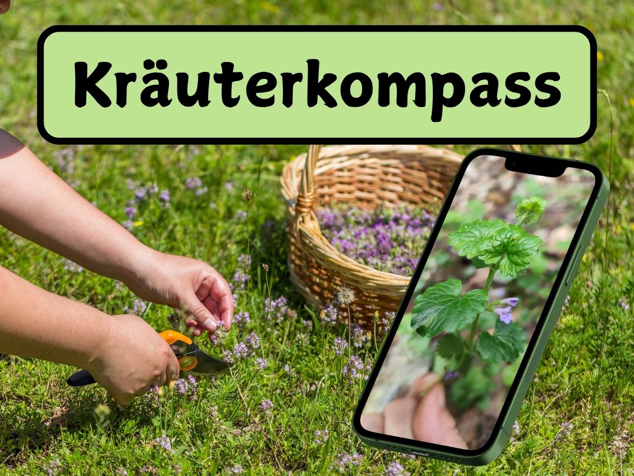 Kräuterkompass