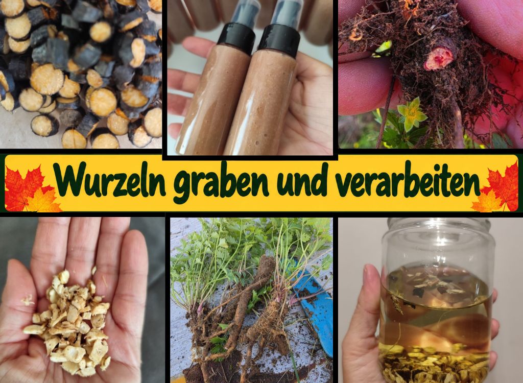 Wurzeln graben und verarbeiten